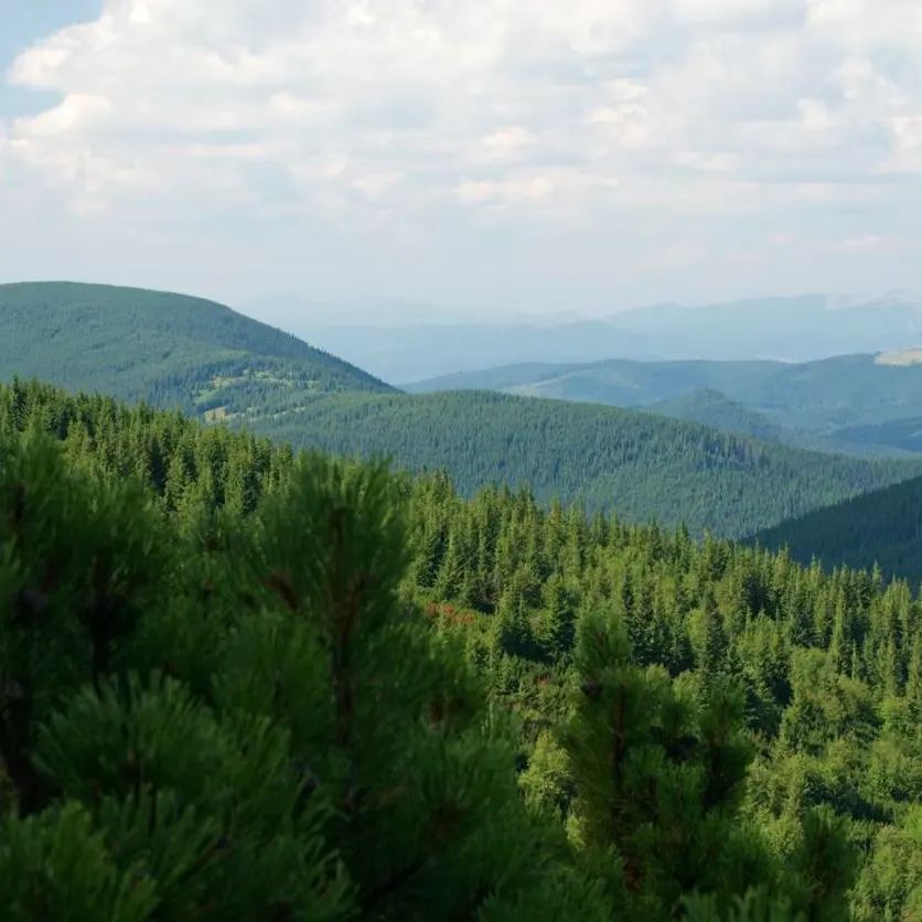 digiuno boschi colline